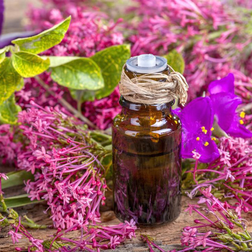 Clary Sage Oil Manufacturer in Delhi